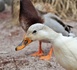 Influenza aviaire : un foyer détecté dans un élevage de canards en Seine-Maritime