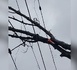 Caténaire endommagée par un arbre entre Val-de-Reuil et Vernon : le trafic Rouen–Paris paralysé plusieurs heures