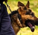 Evreux : un résident du foyer Adoma démasqué par le chien anti-drogue de la police 