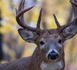 Orne : deux chasseurs jugés à Argentan après l’achèvement d’un cerf dans la propriété de Luc Besson