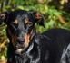 Eure : un chien secouru au fond d’une marnière de dix mètres à Claville