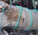 Une bombe allemande d’une tonne repêchée par un chalutier au large de Courseulles-sur-Mer