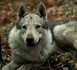 Ménilles et Pacy-sur-Eure : deux chiens loup tchécoslovaques capturés après une série d’attaques