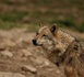 Un loup repéré en Seine-Maritime  : « un indice de présence isolé », selon la préfecture