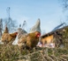 Grippe aviaire : la zone de surveillance levée dans l’Eure