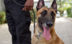 Rouen : les faux agents de la "brigade cynophile" dérobent le téléphone d'un adolescent