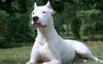 Evreux : mordue par un dogue argentin en protégeant son toutou
