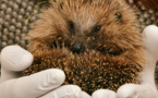 Insolite. Des chasseurs de hérissons interpellés en pleine nuit dans l'Eure par les gendarmes des Andelys 