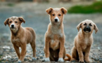 Yvelines : la police saisit 38 animaux dans un élevage canin à Andrésy pour mauvais traitement 