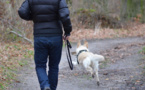 Yvelines : son chien est tué par un mystérieux tireur alors qu'elle le promenait