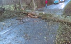 Arbres et câbles électriques arrachés, camion renversé... La tempête Eleanor est passée (aussi) par l'Eure