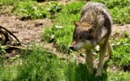 Pas de loup en forêt de Lyons, dans l'Eure, selon l'Office de la chasse