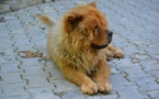 Seine-Maritime : une fillette de 3 ans grièvement blessée, mordue au visage par un chow-chow