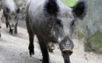 Battue aux sangliers dimanche 8 avril : plusieurs axes routiers fermés à la circulation près de Rouen