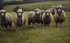 Le Havre : des moutons en mauvaise santé saisis en marge de l'Aïd-al-Adha