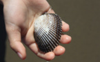 Santé. La pêche à pied des coquillages interdite sur la plage de Houlgate (Calvados)