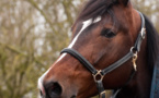 Yvelines : une adolescente de 16 ans blessée grièvement au visage par un cheval aux Loges-en-Josas 