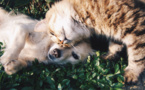 La Saint-Valentin des animaux : des cœurs à prendre à la SPA d’Hermeray (Yvelines)