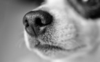 Yvelines : une fillette mordue par un chien dans une cité à Trappes 