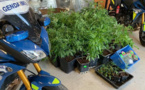 Eure : 50 pieds de cannabis découverts chez un conducteur contrôlé positif aux stupéfiants