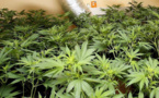 Du producteur au consommateur : le juteux commerce du « cannabiculteur » arrêté au Havre