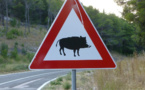 Grave accident près de Rouen : un motard percute un sanglier sur la RN138 en direction de Caen 
