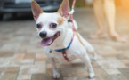 Un chiwawa écrasé par une voiture : la conductrice avait plus de 1,80 g d'alcool dans le sang