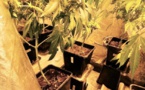 Il cultivait de l'herbe de cannabis : la Police débarque chez lui, à Rouen 