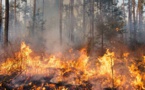 Violent feu de forêt en Seine-Maritime : 10 hectares brûlés et 50 autres menacés