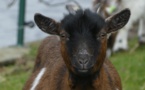 Deux chèvres isolées sur un bout de falaise à Dieppe : un acte de malveillance ? 