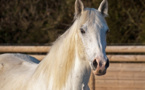 Seine-Maritime : suspicion d’acte de malveillance sur une jument à La Londe, la police enquête 