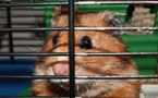 Rouen : ils s’affrontent à coups de brique et de couteau au sujet d’un hamster en cage