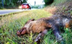 Des sangliers à l’origine de deux accidents de la route dans le parc naturel des Boucles de la Seine 