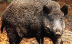 Quatre sangliers signalés sur la voie rapide au rond-point des Vaches près de Rouen