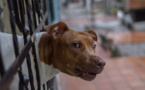 Yvelines. Un éleveur clandestin de pitbull et de staff interpellé pour maltraitance à Poissy 