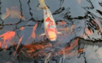 Eure. Des carpes koï volées dans le bassin d'une propriété en pleine nuit à Thiberville
