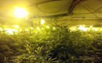 La villa abritait une culture de plus de 4.000 plants de cannabis, près de Nantes
