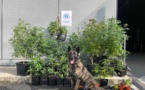 Le Havre : une culture de cannabis au 16e étage d’un immeuble, un couple interpellé 