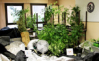 Un Yvelinois cultivait des pieds de cannabis chez lui : le trafic lui aurait rapporté 60.000 €