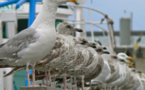 Au Havre, la chasse aux nuisances sonores passe par la stérilisation des œufs de goélands 