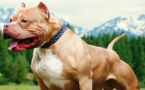 Achères : un enfant de 9 ans mordu par un pitbull sur la fête foraine