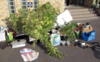 Yvelines : il cultivait du cannabis dans son pavillon à Satrouville et en faisait le commerce