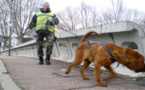 Mantes-la-Jolie : l'écolier fugueur retrouvé sain et sauf par le chien pisteur de la gendarmerie