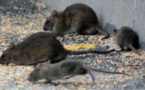 Dératisation au Havre : fermeture du square Saint-Roch du lundi 2 au mardi 15 novembre
