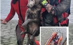 Seine-Maritime : un chien disparu en Seine mobilise les secours ce jeudi matin à Caudebec-en-Caux 