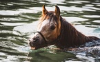 Eure : un cheval tombé dans une piscine secouru par les sapeurs-pompiers au Cormier