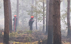 Eure : 2 hectares de sous-bois détruit par un incendie dans la forêt de Bord