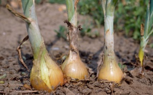 Eure : les gendarmes recherchent des voleurs d'oignons à Martot et d'une barque à Hécourt