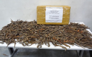 2000 hippocampes morts saisis par la douane dans des colis postaux en région parisienne   