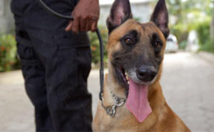Rouen : les faux agents de la "brigade cynophile" dérobent le téléphone d'un adolescent
